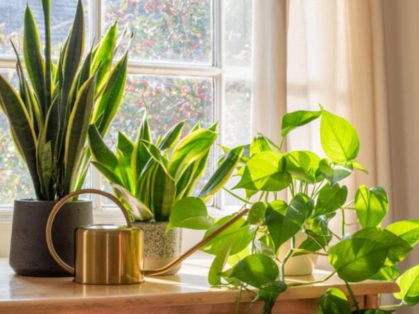 Ove dvije biljke ne smijete da držite u stanu