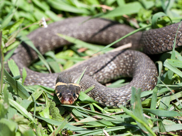 Ovi mirisi privlače zmije u vaše dvorište