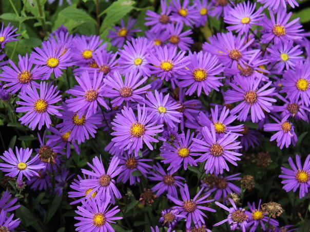 Ovo cvijeće posadite u augustu i imat ćete šareno dvorište do kasne jeseni