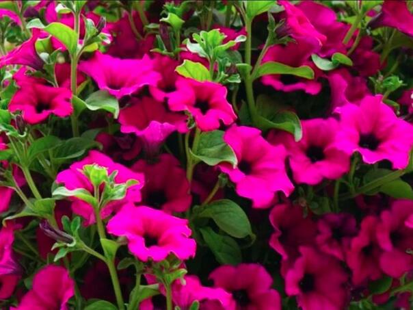 Ovo cvijeće tjera insekte u vašoj bašti