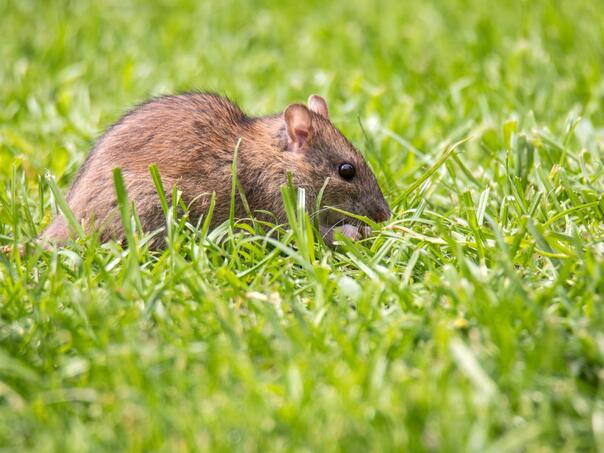 Ovo je prirodan način da otjerate štakore