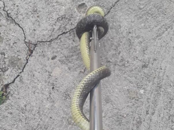 Ovo je prvo mjesto koje trebate provjeriti ako sumnjate na zmiju u domu