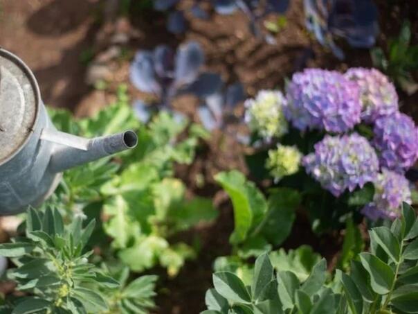 Ovo morate raditi da bi cvijeće ostalo bujno, a korov nestao