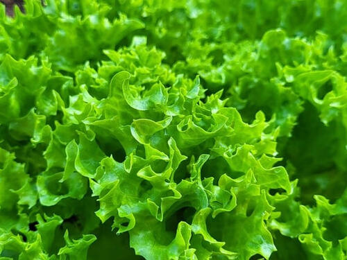 Ovo povrće može izazvati ozbiljno trovanje, a u BiH se jede masovno