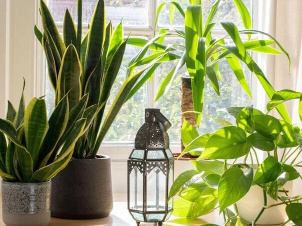 Ovo su najgora mjesta u domu za kućne biljke