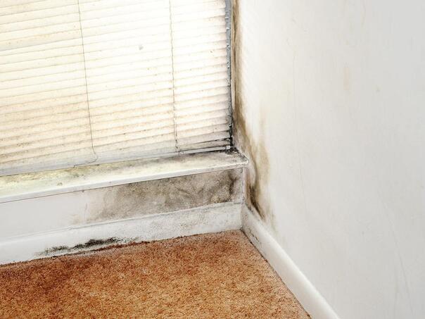 Ovo su prirodni načini za borbu protiv vlage: Biljke koje apsorbuju