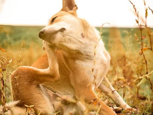 Ovo su suptilni znakovi da vaš pas ima krpelja
