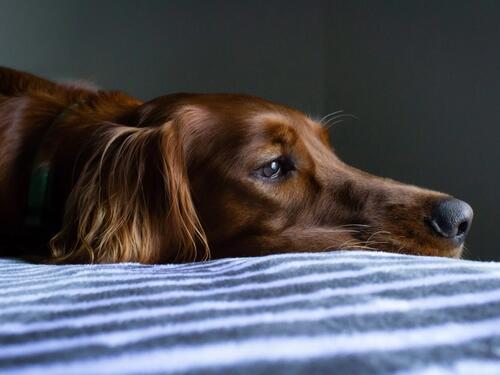 Ovo su znakovi depresije kod pasa koje ne smijete zanemariti