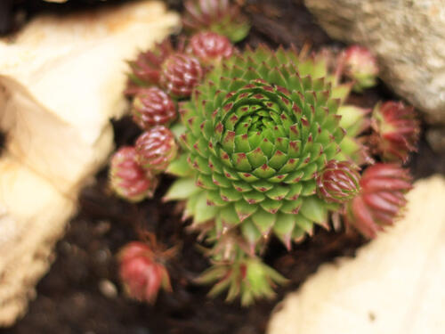 Ovu biljku treba da imamo kod kuće: S razlogom kažu da je čudotvorna