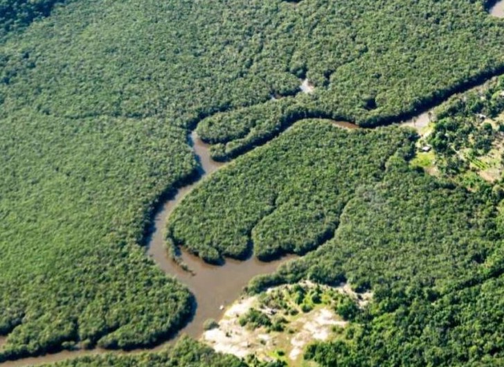 Pad krčenja tropskih prašuma usporava, ali gubitak i dalje alarmantan