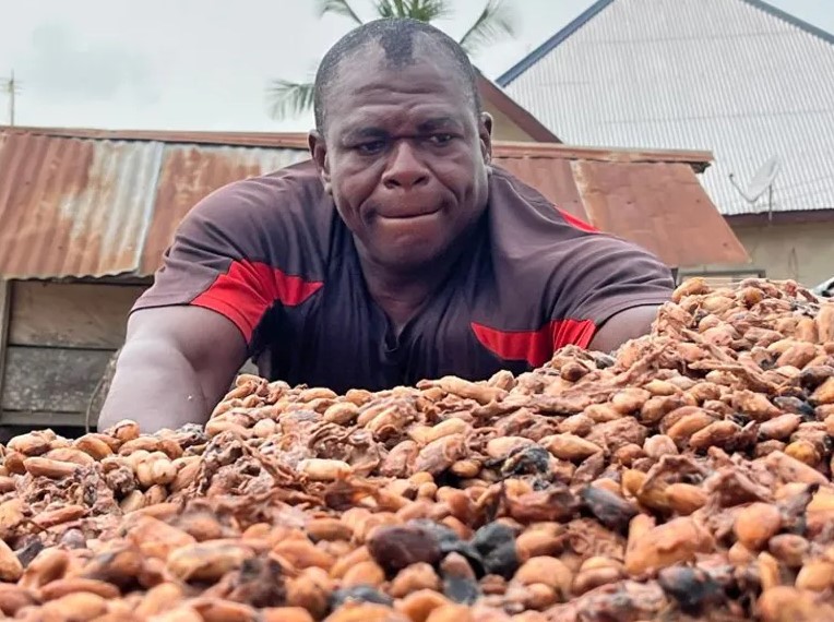 Pad tržišta čokolade: Gorka vremena za farmere kakaa