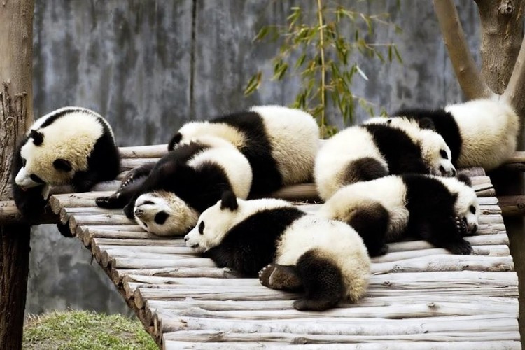 Pande su neodoljiva stvorenja koja osvajaju sve oko sebe