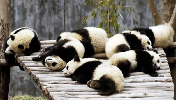 Pande su neodoljiva stvorenja koja osvajaju sve oko sebe