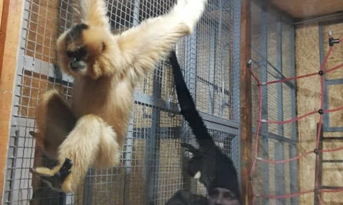 Par gibona novi stanovnici Pionirske doline i zoo vrta