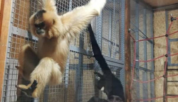 Par gibona novi stanovnici Pionirske doline i zoo vrta