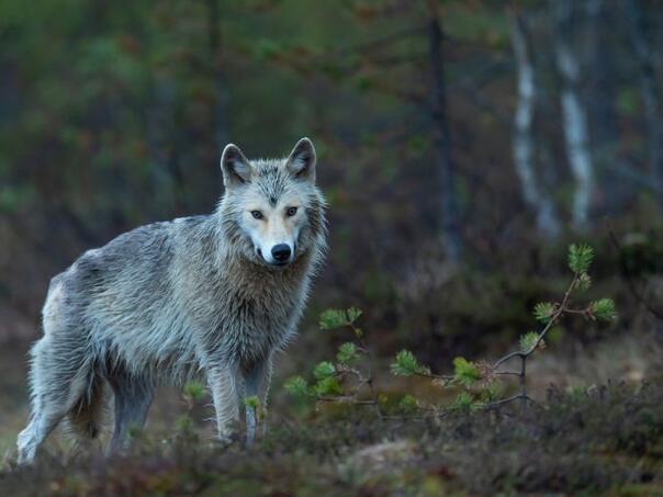 Pariz: Vukovi napali ženu u safari parku dok je džogirala
