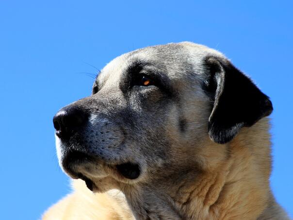 Pas ‘kangal’ napao policijskog službenika u Konjicu, on upotrijebio pištolj