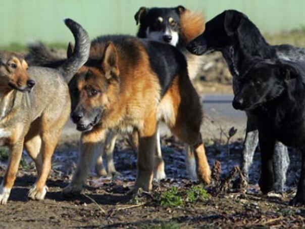 Pas lutalica izujedao djevojčicu na igralištu u BiH