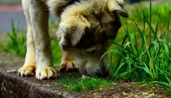 Pas prešao 380 kilometara da bi se vratio kući