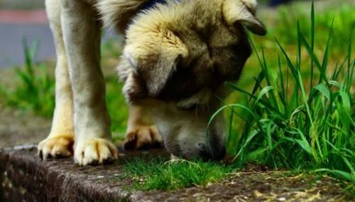 Pas prešao 380 kilometara da bi se vratio kući