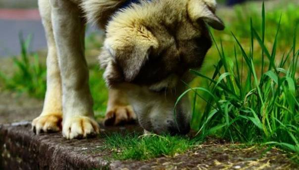 Pas prešao 380 kilometara da bi se vratio kući