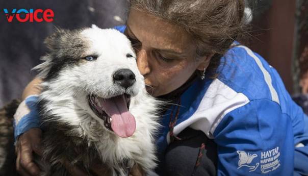 Pas spašen ispod ruševina nakon 22 dana