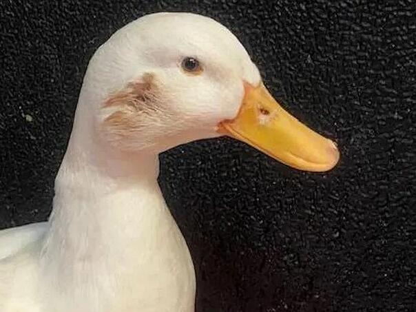 Patak pogođen puškom u glavu, preživio nemoguće uz pomoć spasilaca