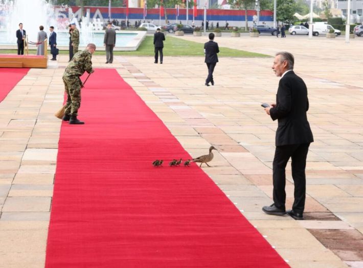 Patka sa pačićima prošetala crvenim tepihom prije dolaska Xija u Beograd