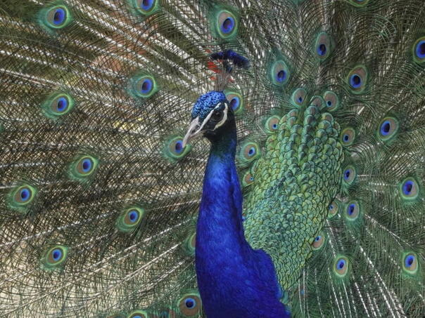 Paunovi imaju "lasere" u svojim repovima