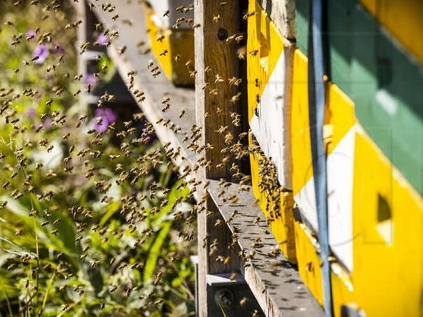 Pčelari FBiH nisu zadovoljni prinosom meda u ovoj godini