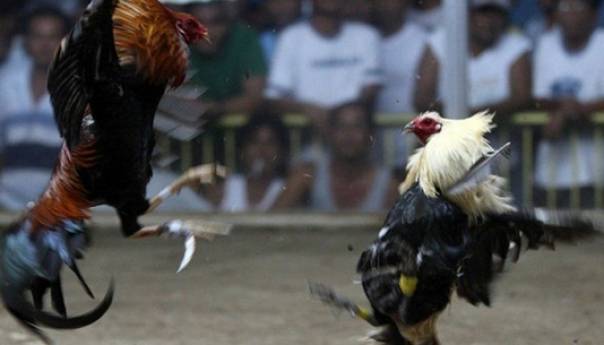 Pijetao ubio vlasnika u Indiji