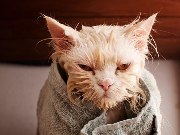 Pilot prijavio bizaran prizor: "Gospođa je oprala svoju mačku u avionskom toaletu"