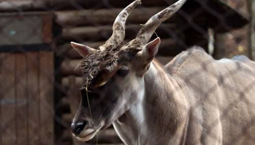 Pionirska dolina i zoo vrt od danas počinje sa ljetnim režimom rada