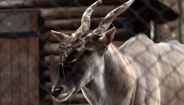 Pionirska dolina i zoo vrt od danas počinje sa ljetnim režimom rada