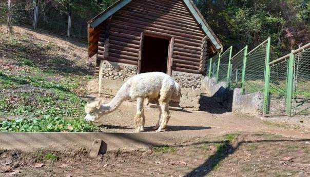 Pionirska dolina i zoo vrt spremni za zimu i niske temperature