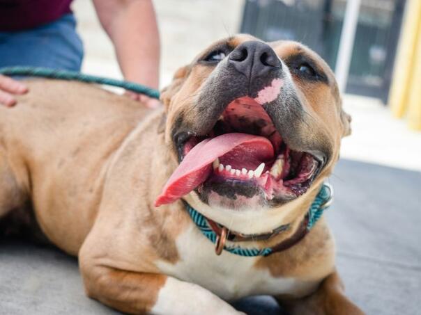 Pitbull napao vlasnicu u Italiji, komšije čule vriske