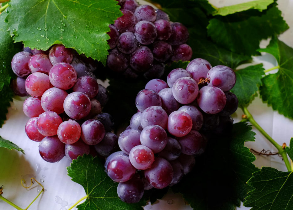 Počela berba grožđa u Hercegovini, vinogradari očekuju vrhunska vina