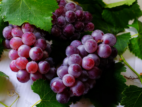 Počela berba grožđa u Hercegovini, vinogradari očekuju vrhunska vina