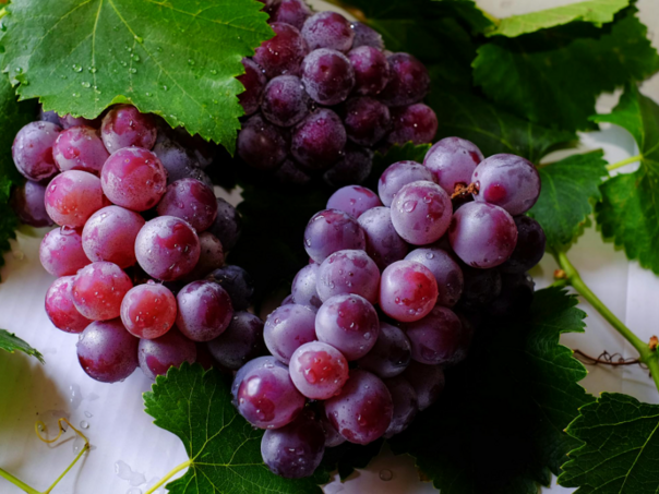 Počela berba grožđa u Hercegovini, vinogradari očekuju vrhunska vina