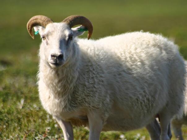 Počela 'Merhametova' akcija 'Kurbani u BiH, Mekki i Australiji'