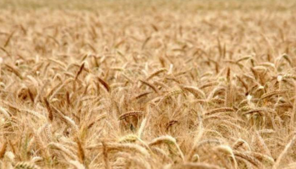 Počeo slobodan izvoz brašna iz Srbije