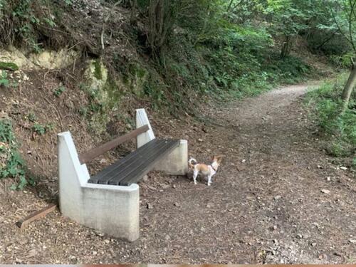 Podnesena krivična prijava zbog trovanja pasa u Banjaluci