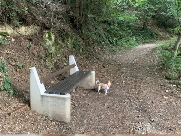 Podnesena krivična prijava zbog trovanja pasa u Banjaluci