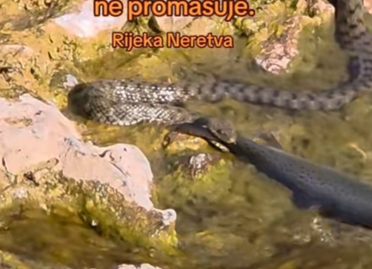 Pogledaje viralni snimak kako zmija lovi ribu u Neretvi