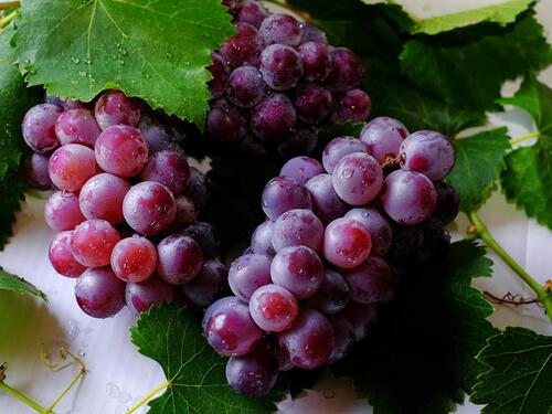 Pojačan nadzor nad uvozom sezonskog voća u BiH: Otkriveni štetni pesticidi