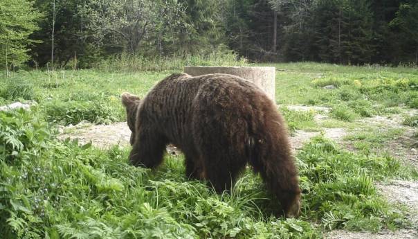 Pokrenuti važni procesi za zaštitu mrkog medvjeda u BiH