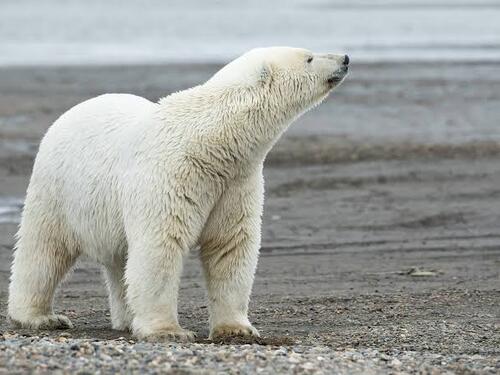 Polarni medvjedi mogli bi nestati iz zaljeva Hudson, svaki stepen Celzijusa rizičan