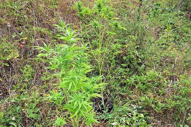 Policija u Srebrenici i Bratuncu oduzela 35 stabljika marihuane, pronađeno i oružje