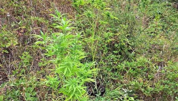 Policija u Srebrenici i Bratuncu oduzela 35 stabljika marihuane, pronađeno i oružje