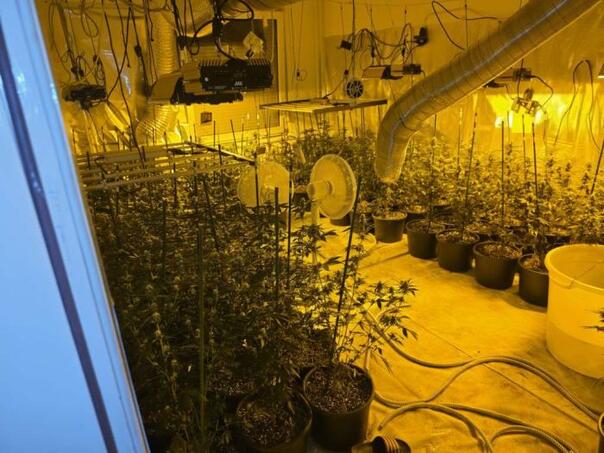 Policija u stanu Sarajlije pronašla laboratorije marihuane i 260 stabljika